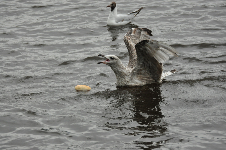 海鸥水中觅食图片