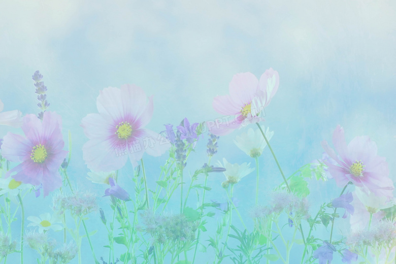 清新花卉淡雅背景图片