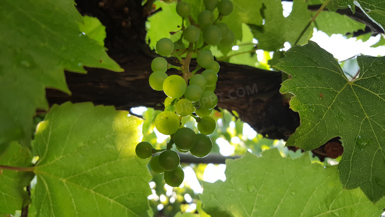 绿色葡萄园葡萄图片
