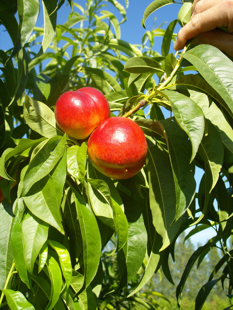 成熟的油桃图片