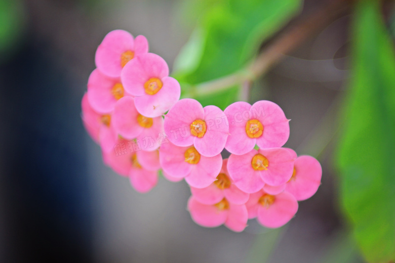 粉色观赏花图片