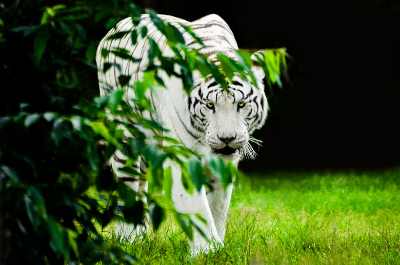 森林白老虎图片