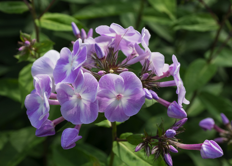 美丽鲜花丁香花图片