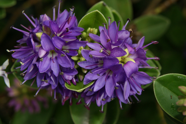 夏天紫色花朵图片