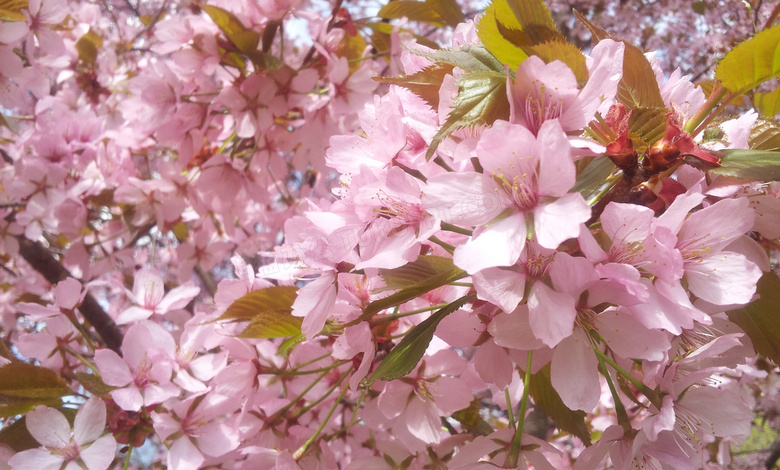 春天浪漫粉色樱花图片
