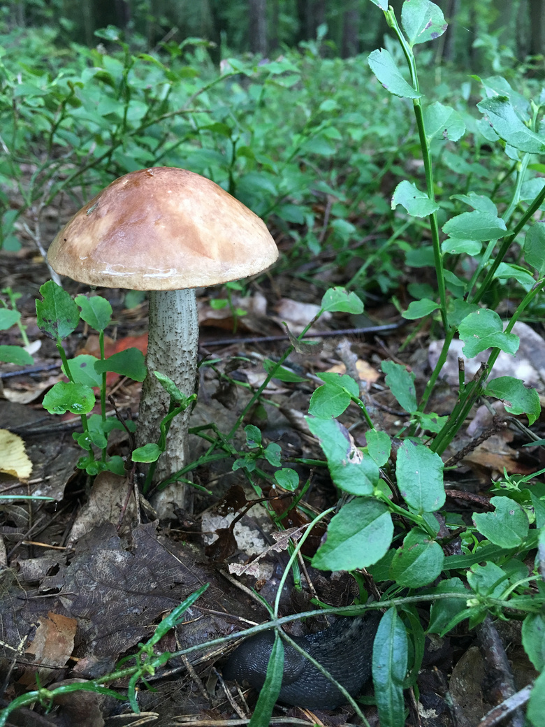 野生草帽菇图片