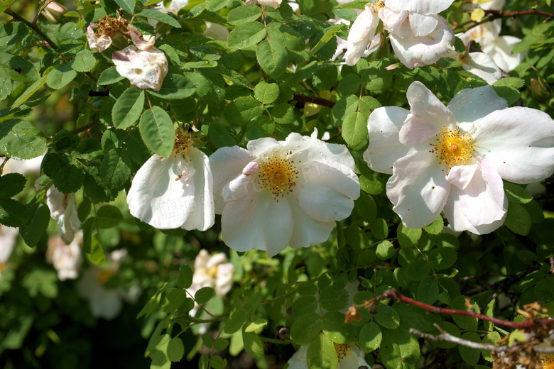 灌木丛白玫瑰图片