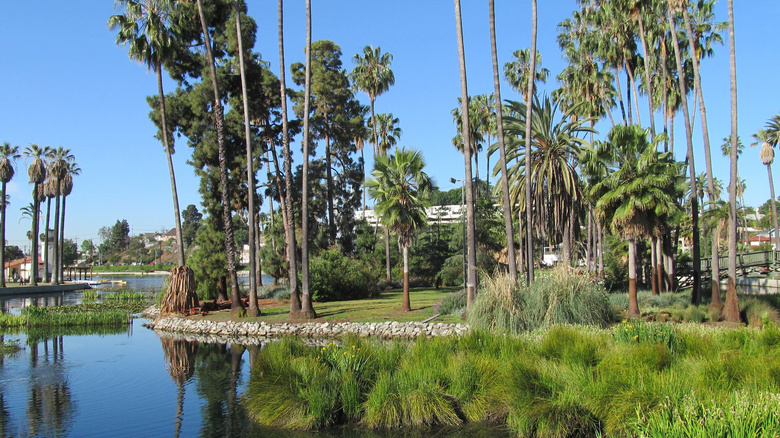 洛杉矶棕榈树图片