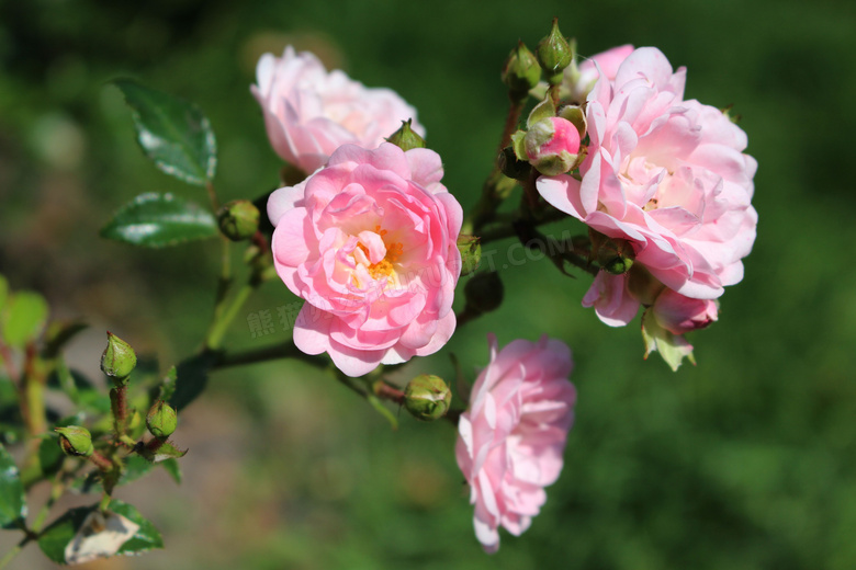 夏天粉色玫瑰花图片