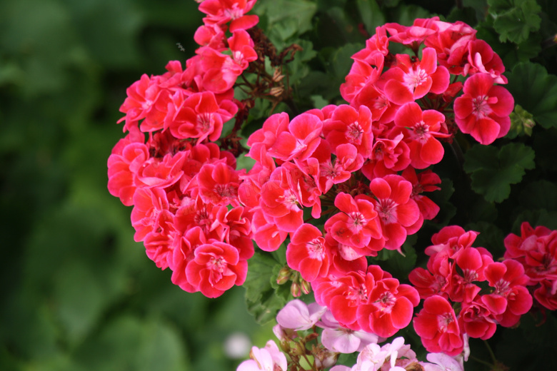 红色鲜花盆栽图片