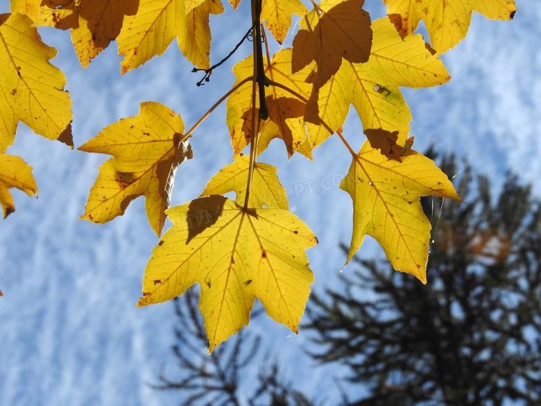 秋天泛黄树叶图片