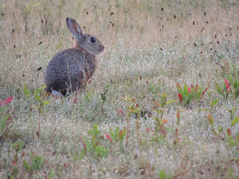 灰色的野兔图片
