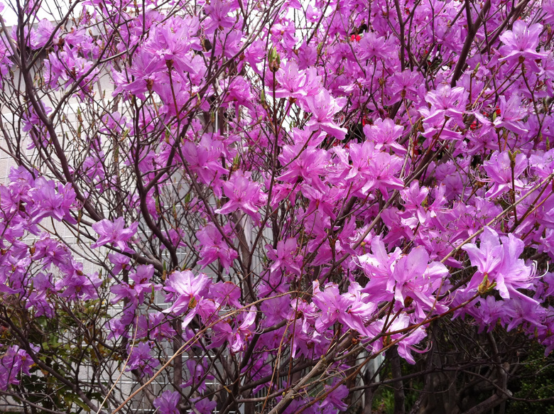 生机勃勃杜鹃花图片