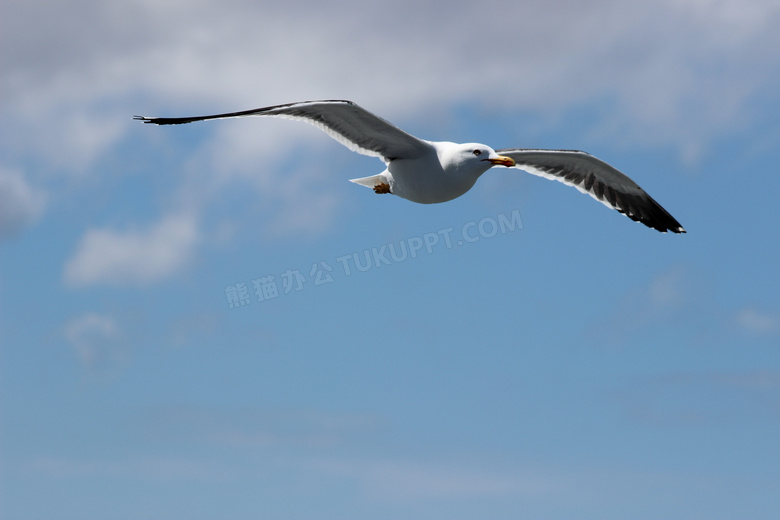 展翅高飞的海鸥图片