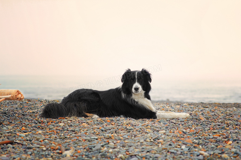 海滩上边境牧羊犬图片