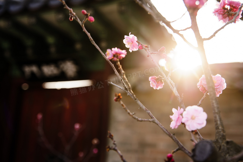 写意梅花图片欣赏