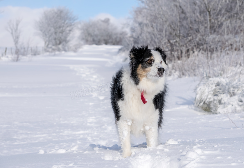 雪地里行走的雪橇犬图片