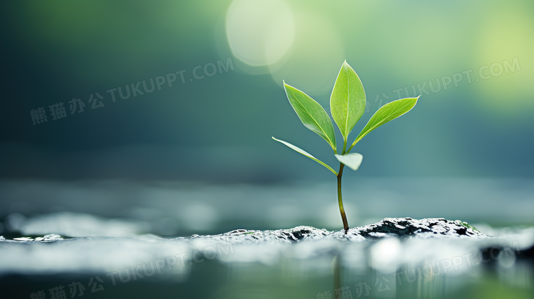 春季雨后的小草摄影图