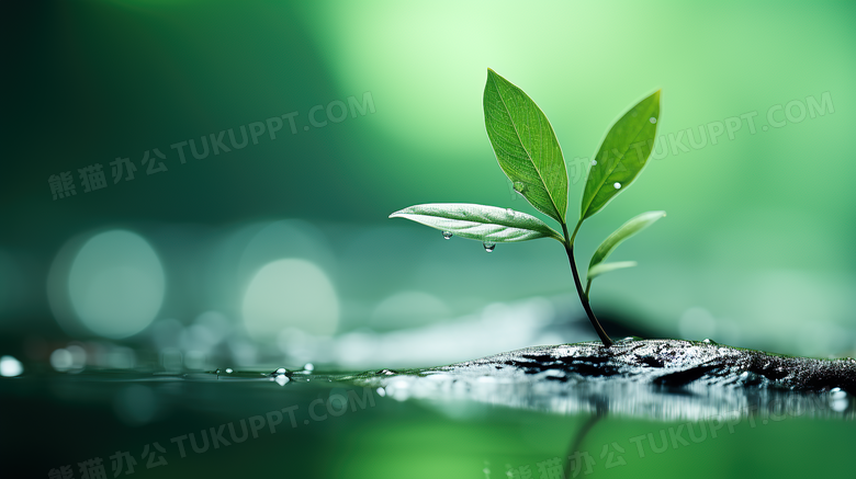 春季雨后的小草摄影图