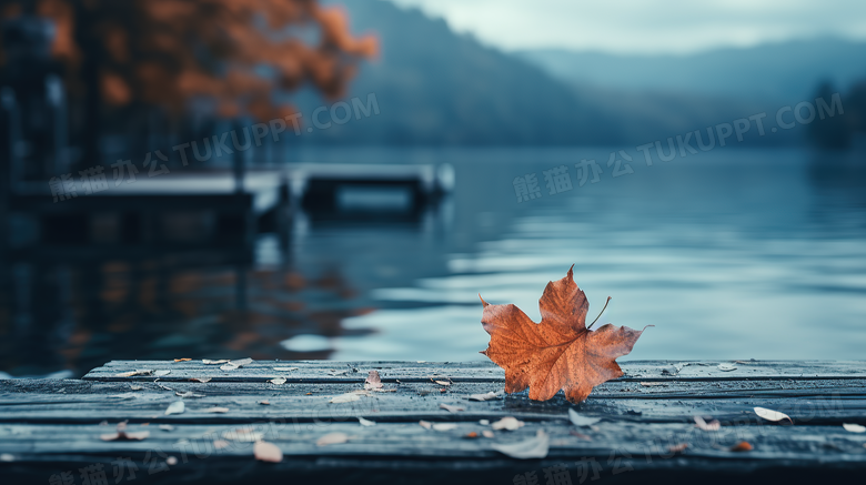 秋天雨后梧桐树落叶摄影图