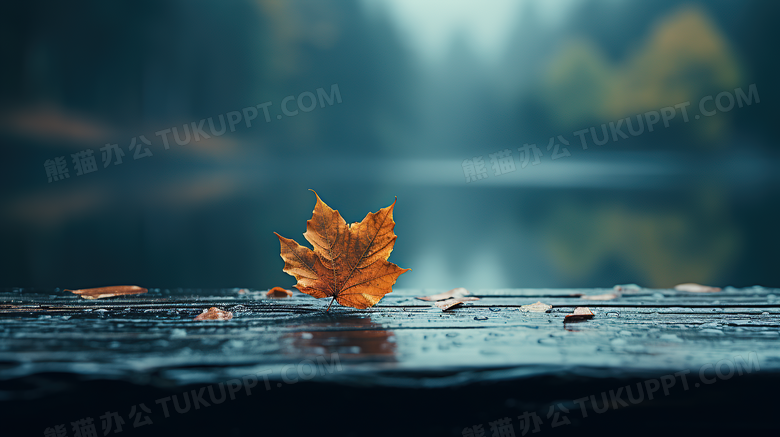 秋天雨后梧桐树落叶摄影图