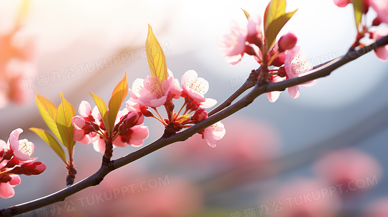 春季植物花朵绽放的枝干图片