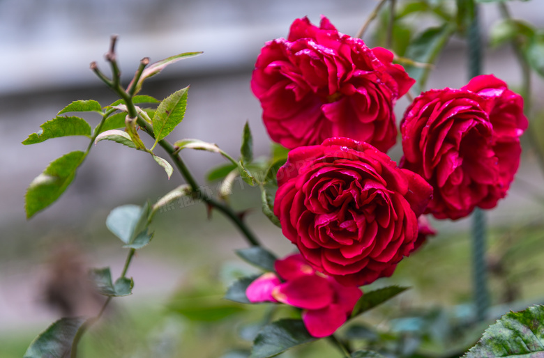 艳丽玫瑰花朵图片