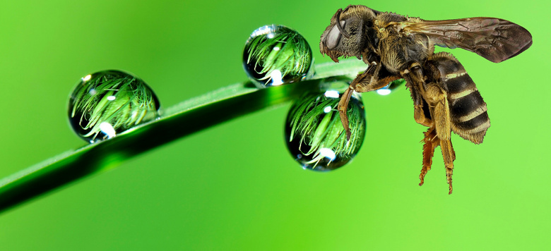 水滴昆虫绿色背景图片