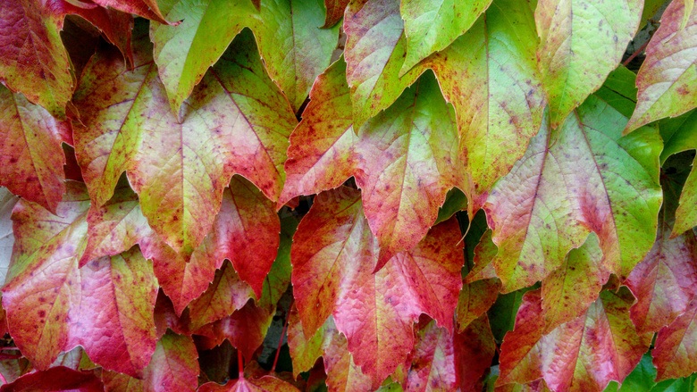 秋天叶子背景图片