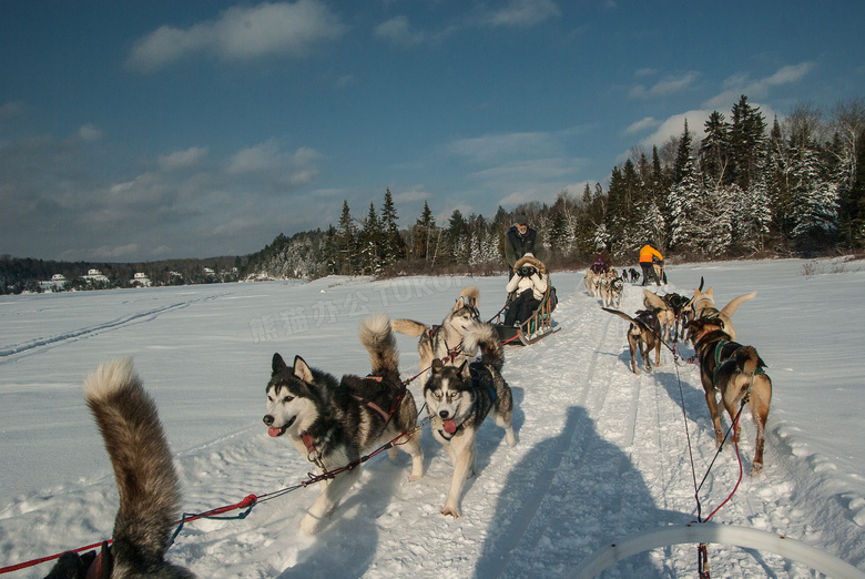 冬天雪地雪橇狗图片