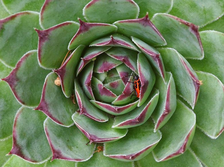 绿色多肉植物特写图片