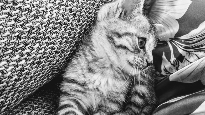 可爱小猫黑白摄影