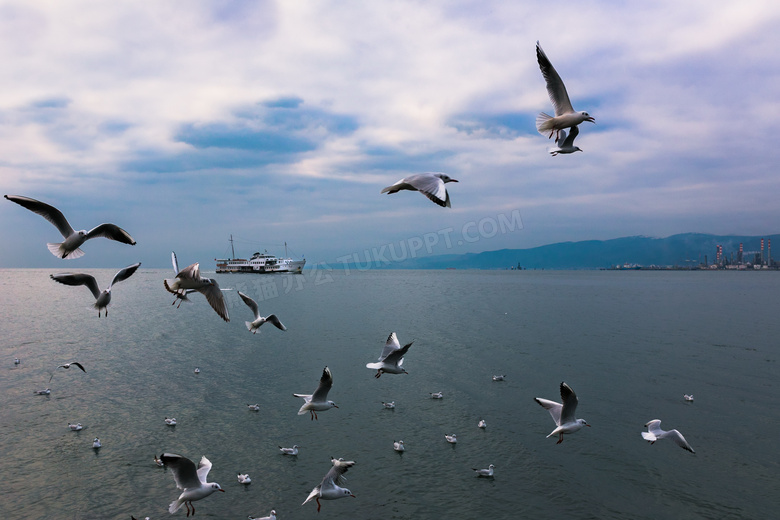 海鸥群飞图片