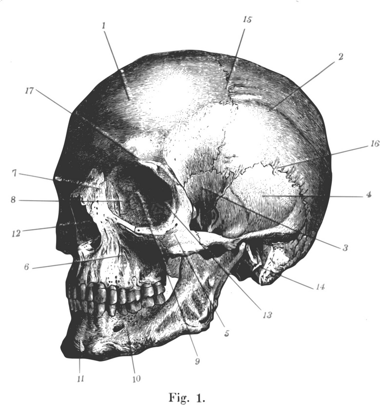 头颅颅骨图片