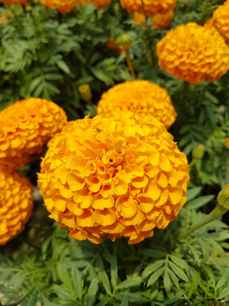 橙色万寿菊花朵图片