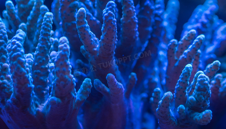 蓝色珊瑚图片