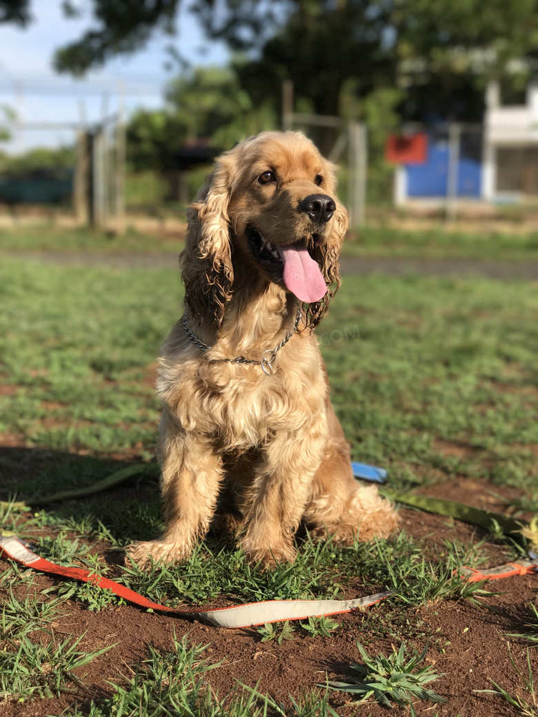 金毛犬宠物图片