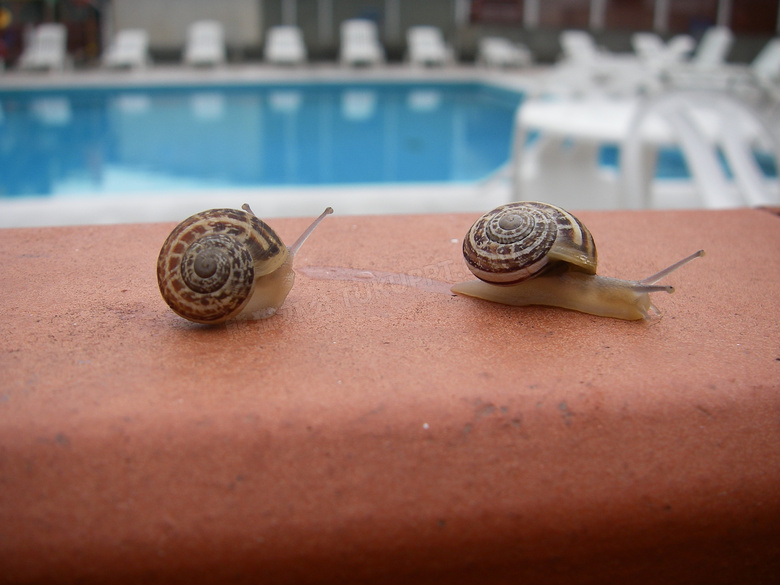 两只蜗牛摄影图片