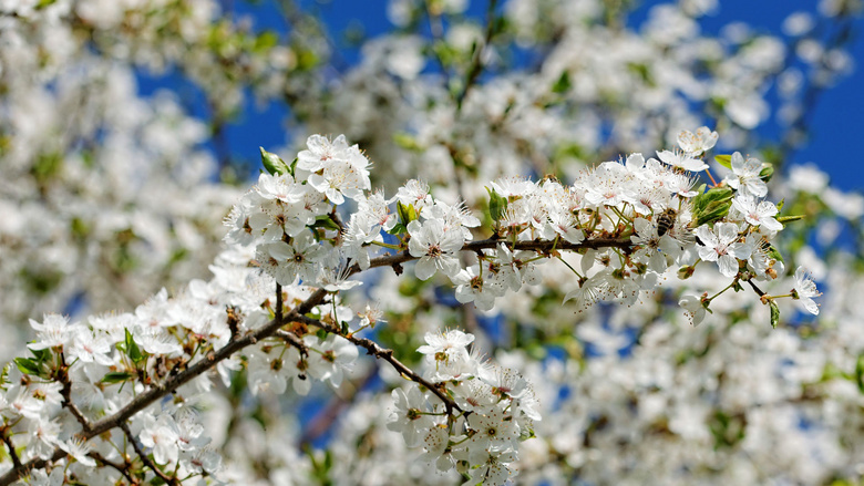 春天白樱花开花图片