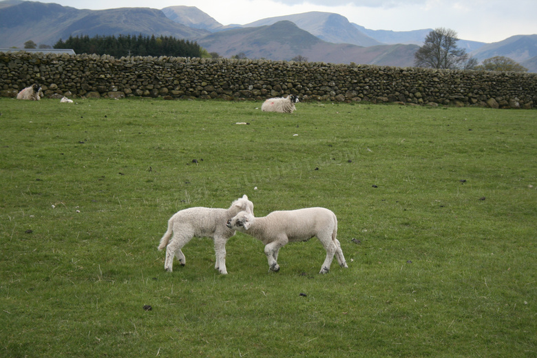 草原农场小羊羔图片