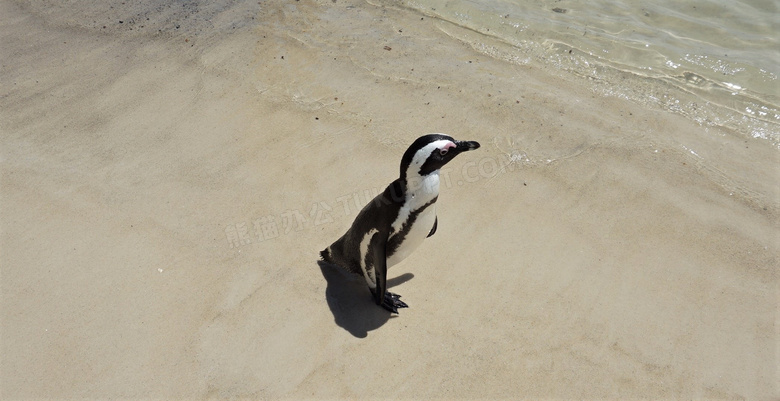 沙滩上的企鹅图片