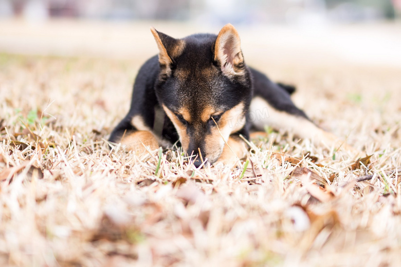 草地狼犬图片