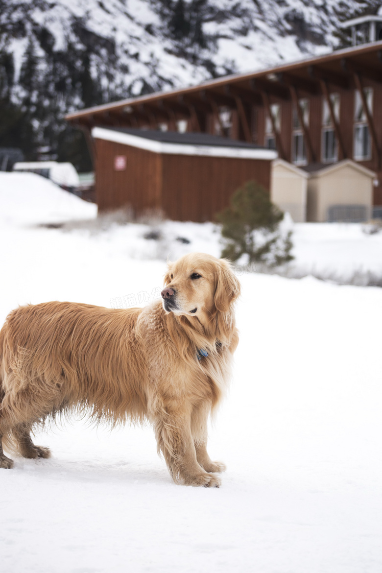 雪地黄金犬高清图片