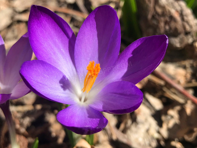 藏红花高清特写图片