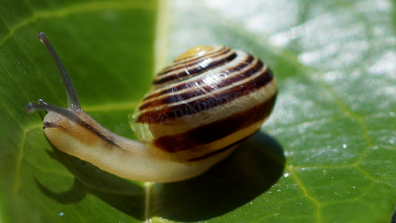 小蜗牛高清摄影图片