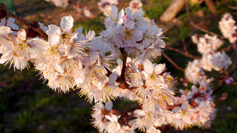 春天桃花盛开的图片