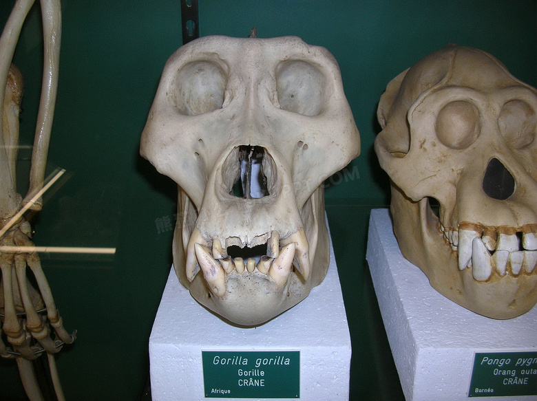 狒狒骷髅头图片