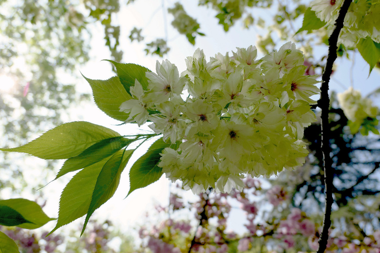 春天白色樱花风景图片