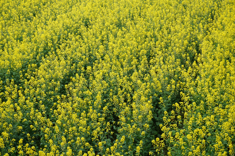 油菜花风景摄影图片