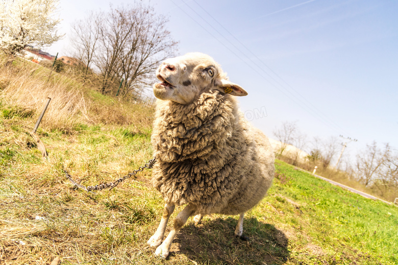 草地小羊羔图片